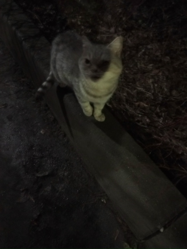 На Южном, д. 7 поевилсь новый голодный котик. Может поте?...