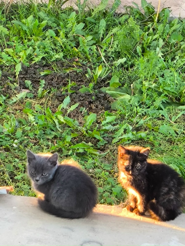 Добрый день, приблудились две кошечки, может кому нибу?...