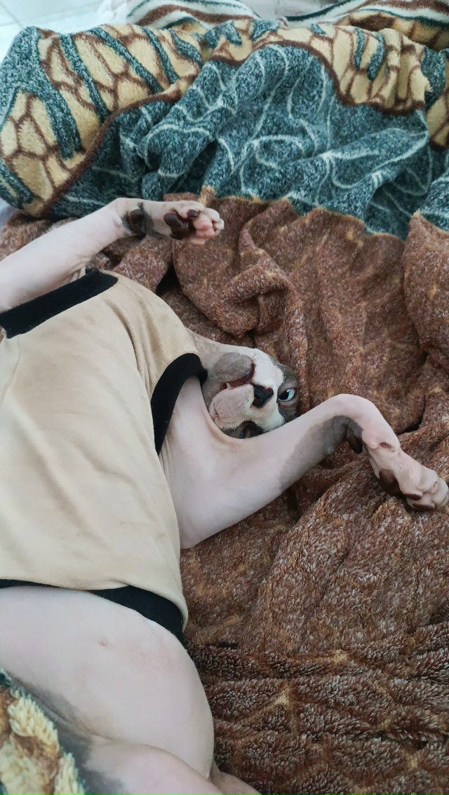 Это Макар предлагает ещё поваляться, а не работать