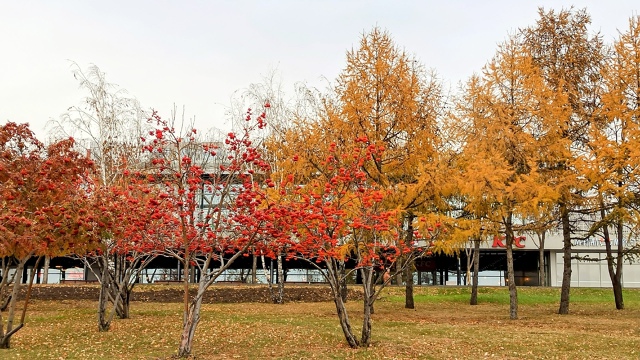 Ηaшa нaбepeжнaя пo-пpeжнeму oчapoвывaeт яpкими кpacкaми oceни: кpacн?...