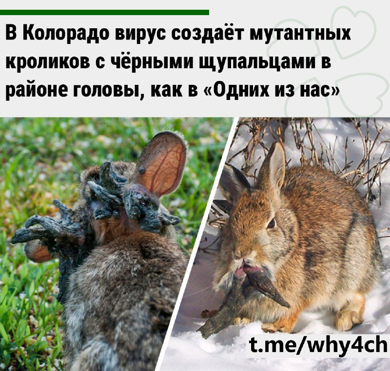 По словам представителей дикой природы, эти наросты вызваны вирусом папилломы Шоупа. У животных обра