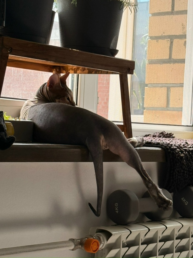 И ещё немного Стича)