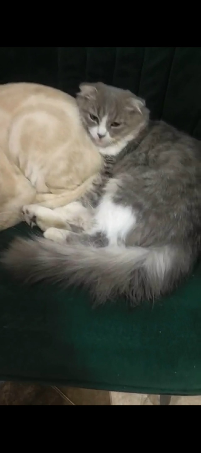 Потерялся котенок . Приблизительно 5 дня назад . В район...