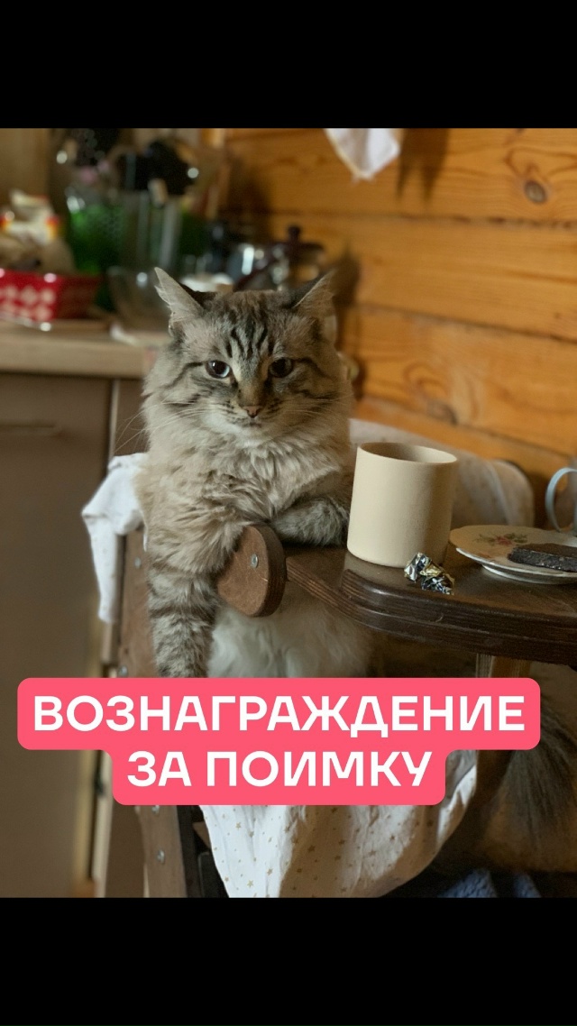 ВОЗНАГРАЖДЕНИЕ ЗА ПОИМКУ БЕГЛЕЦА
Кто принесет моего к...