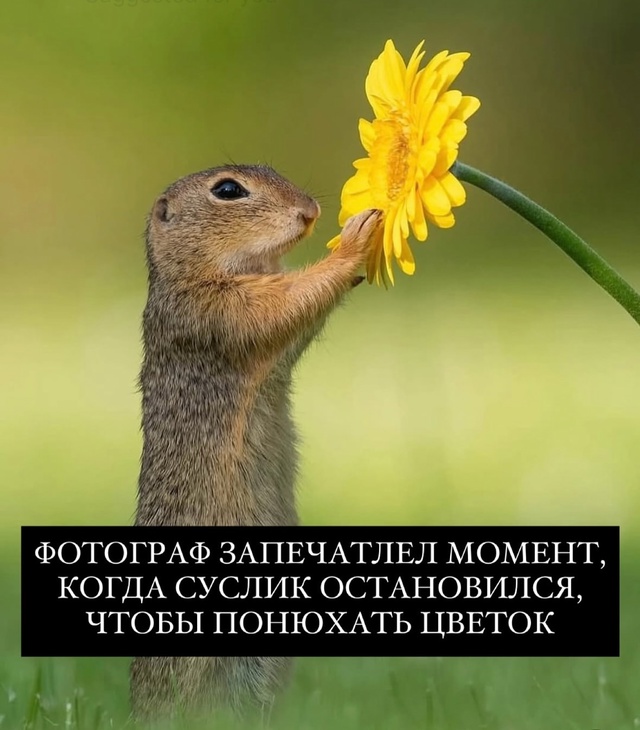 Всем доброго дня , ничего милее вы уже сегодня не увиди?...