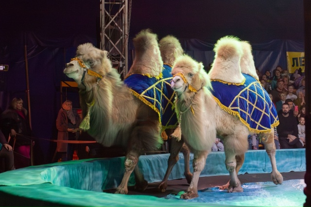 Не успели мы оглянуться,как яркие и звонкие гастроли ц?...