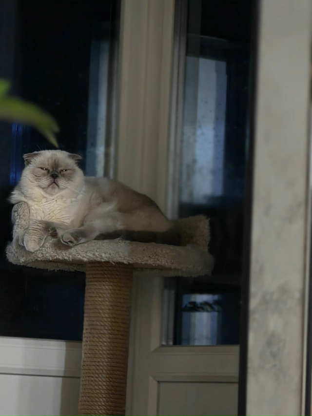 Любимое место для пушистого чилла ?
А где любят чилли?...