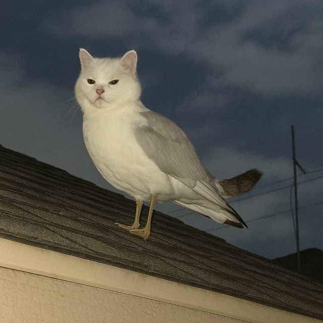 Давайте просто признаем тот факт, что коты прекрасны в ...