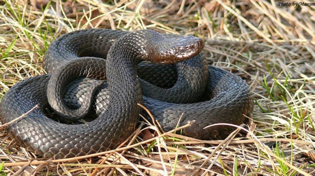 😱В этом году змеи покусали 11 жителей Башкирии.
🐍 С на...