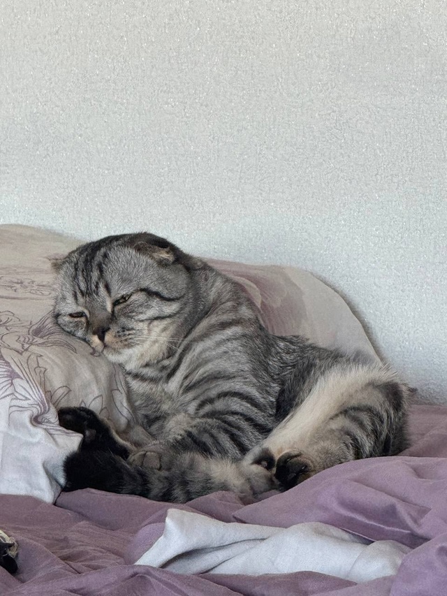Потеряли котика в районе городского стадиона, писать в...