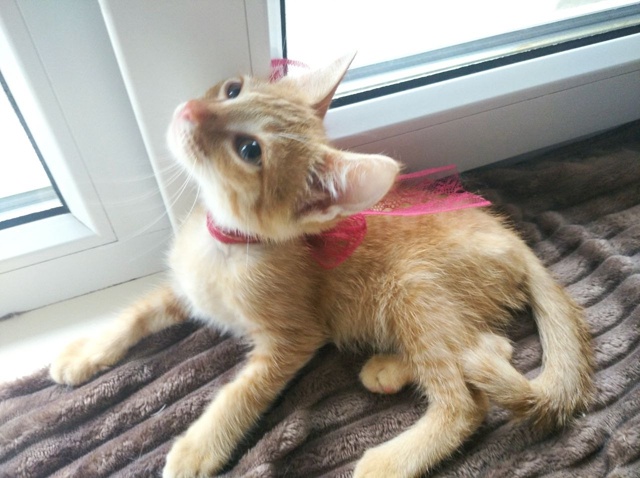 🍑 Котёнок Персик ищет любящих хозяев!
Персику сейча?...