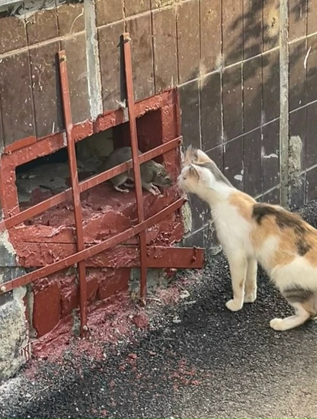 Том и Джерри ярославская версия
Снято в Брагино!