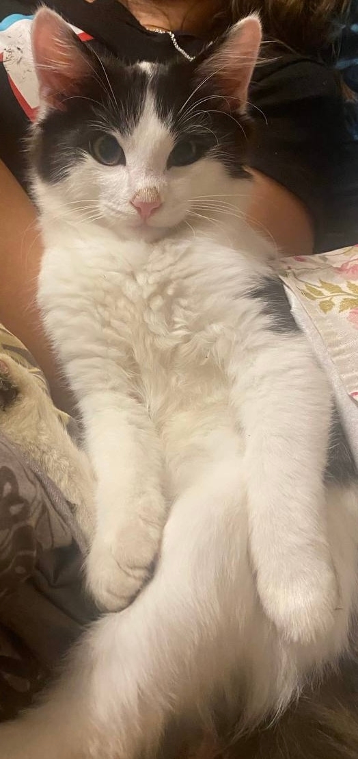 Потерялся кот с ул. Спортивная . Может кто видел.