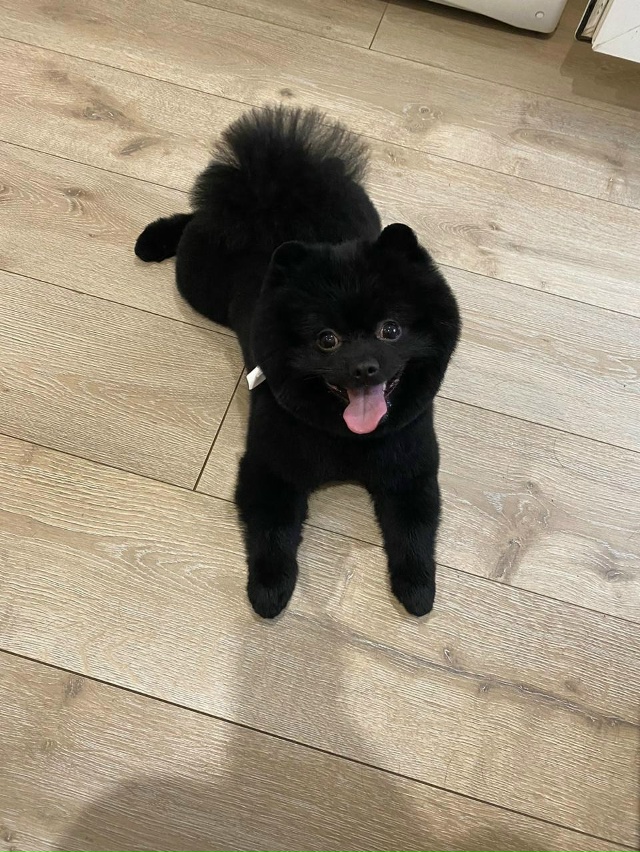 Потерялся шпиц по кличке чапи. Проспект Кирова 41.8-916-026-1...