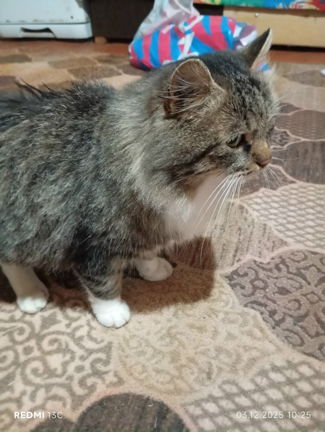 В деревне Погорелое появился котик, может кто то узнае?...