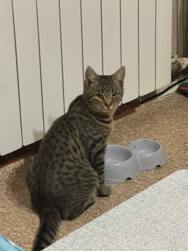 Найден Котик в Дзержинском районе , Ленинградский прос...