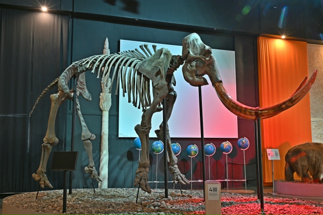 🐘 В Музее пермских древностей есть  огромный скелет ш...