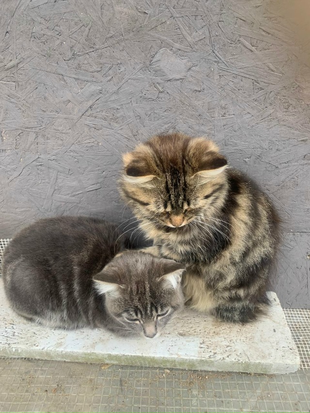 Котята в добрые руки , две девочки, мама шотландка висл...