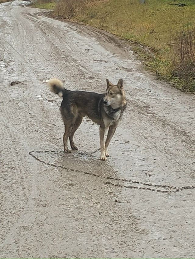 Пёс бегает у АТП,с цепью,заберите домой