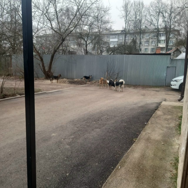 В Сукремле в районе Пятерочки на Щербакова давно наблю...