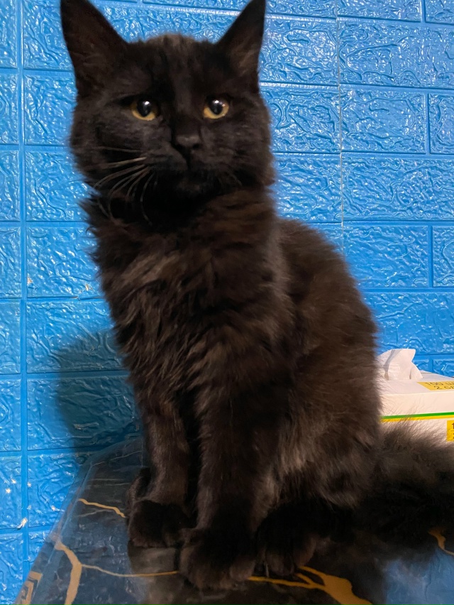 Отдам котенка девочку в добрые руки. Примерно 3-4 месяца...