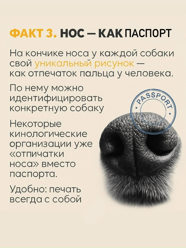 Собачий нос — это айфон без подзарядки, Google и бабка у п?...