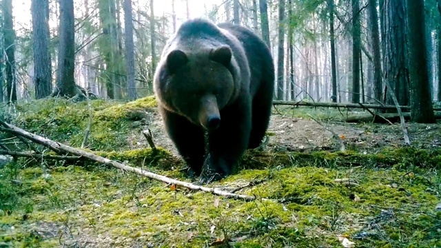 Встреча с Павлом Глазковым в Александровском парке: Бе...