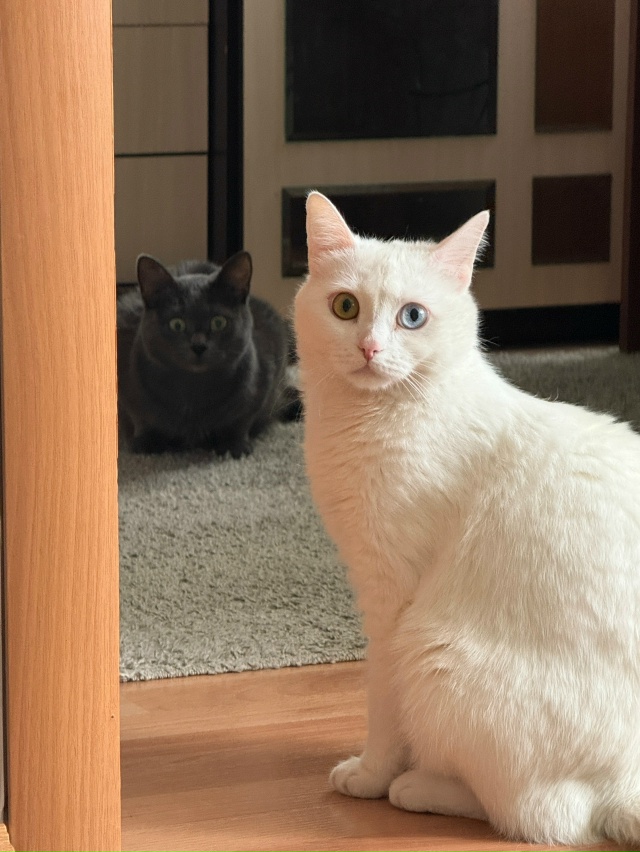 Бляцкий шоковый шок
#КотМихаил
#КошкаСветлана