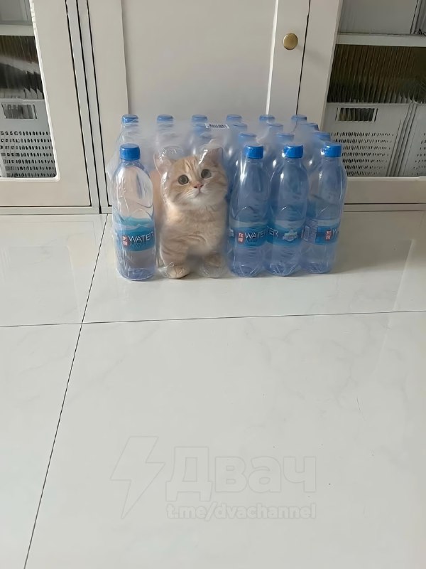 Коты — это жидкость, вот пруфы