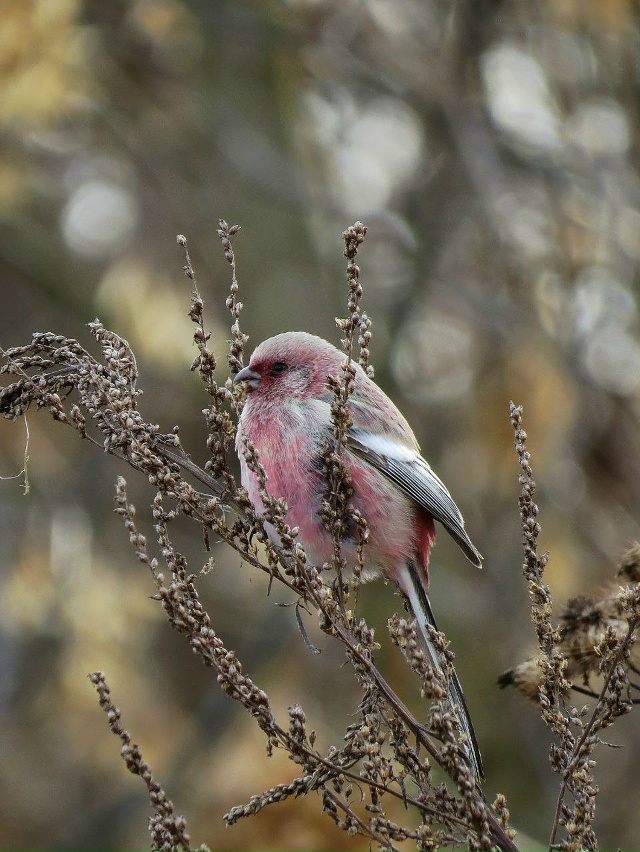 😍В Башкирии заметили редких длиннохвостых снегирей
?...