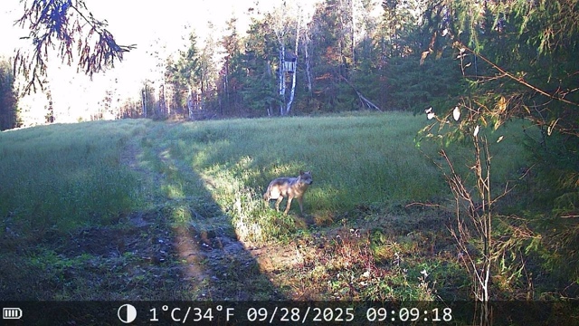 ❗️? Волки-убийцы теряют страх: в Соликамском округе ?...