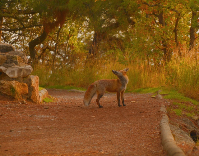 Лиса Патрикеевна делает променад по Солнечной Тропе , ?...