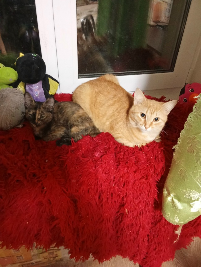 В Закамске по улице ласвинская 68б потелитесь кот Сема ...