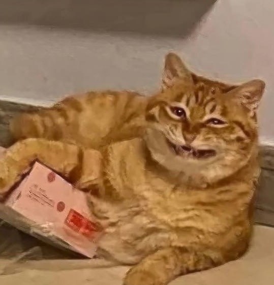 Рыжий кот стал новым мемом — пушистый хотел уместитьс?...