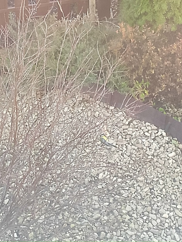 Мы на дереве у дома повесили кусочек сала. Синицы за дв?...