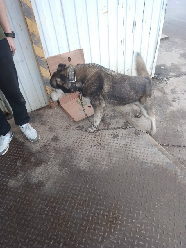 Добрый день! Хозяева срочно заберите собаку, бегает с ц...