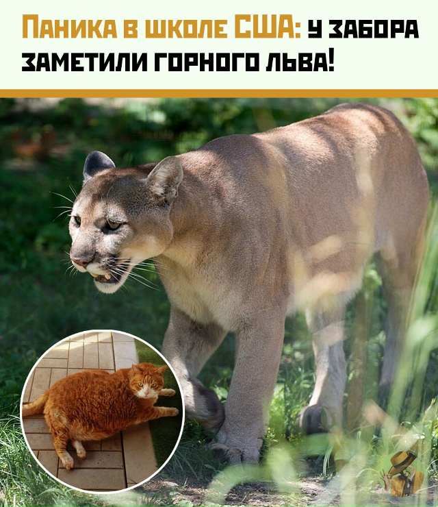«Пума» у школы оказалась котом: локдаун в США отменён
?...