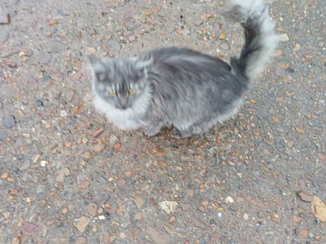 Чья кошечка ходит по ул. Полевой? Заберите пожалуйста, ?...