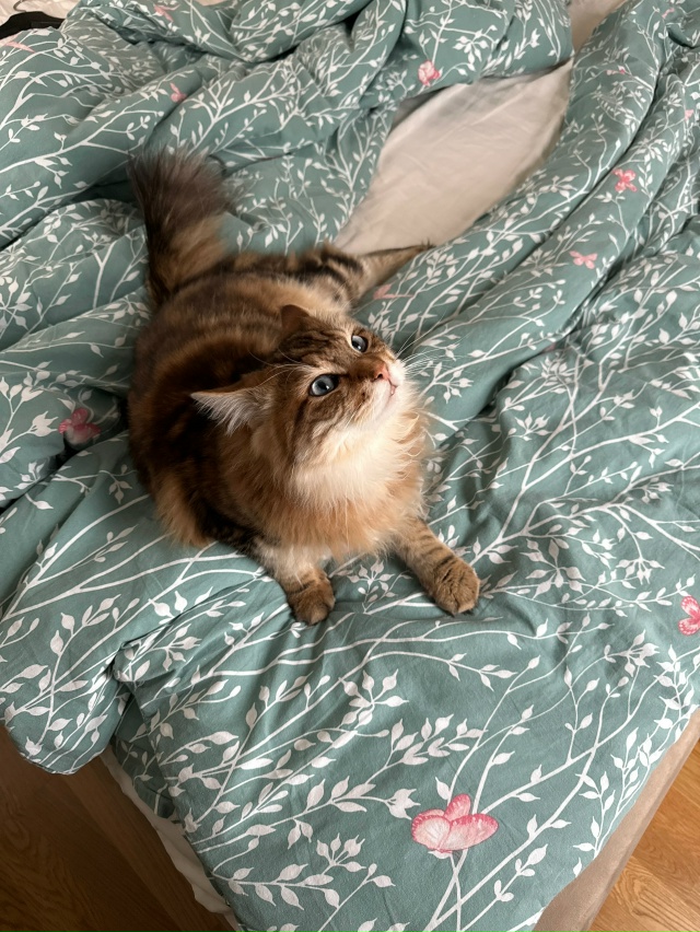 Феликс.
От него отказались, мы забрали)
8 месяцев, а он у...