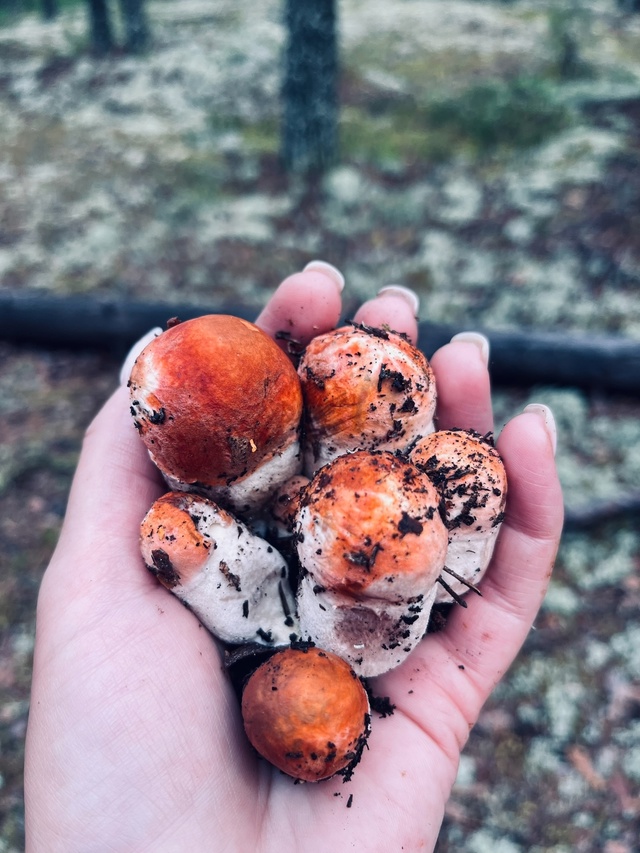 Делитель своими находками ❤