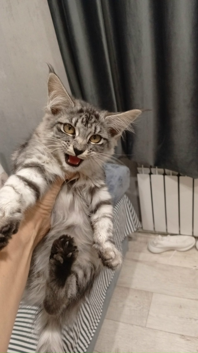 Пропал котик по п.Рабочему,если кто то видел ,или взял с...