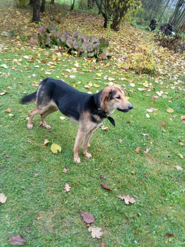 Помогите найти хозяина или пристроить в хорошие добры?...