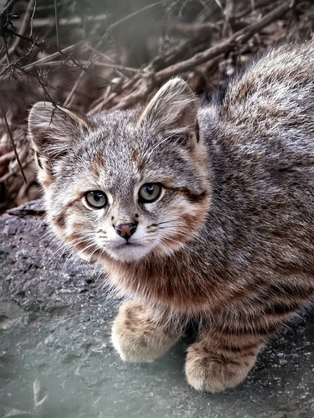 Это пампасная кисуля, или колоколо — одна из самых ред?...