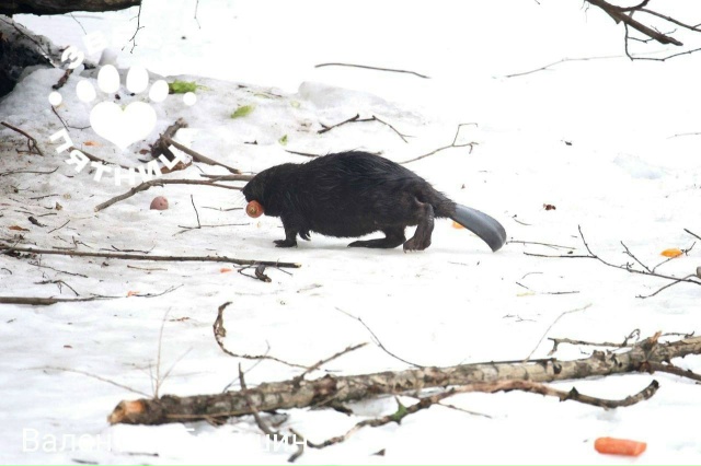 🦫 Бобр с Чёрной речки стал новой достопримечательнос?...