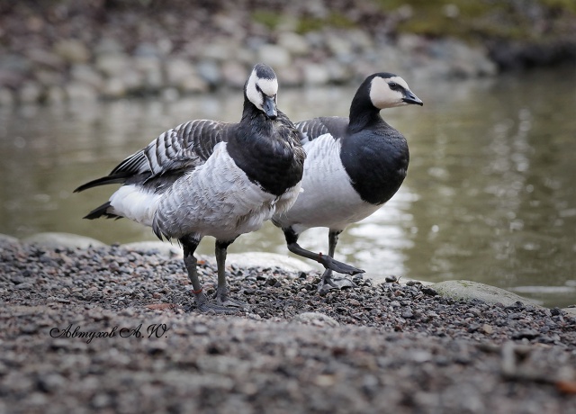 Зима на пороге, а в подмосковном Сафари‑парке — ни нам...