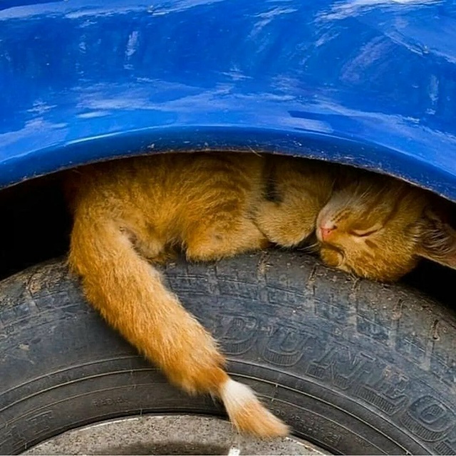 ‼Перед тем как завести автомобиль, проверяйте на всяк?...