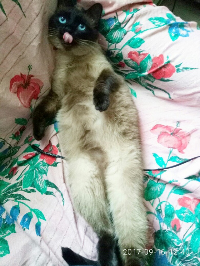 Это Санёк. Кот, которого надо заслужить 😎
Его путь от 0...