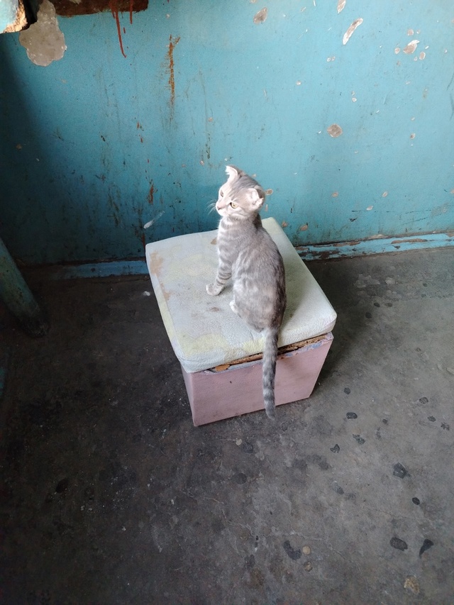 Чей котёнок. Энергетиков 15