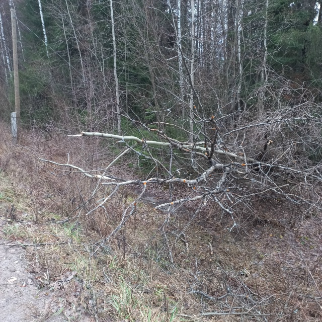 Спасибо электрикам прочитили провода от веток деревье...