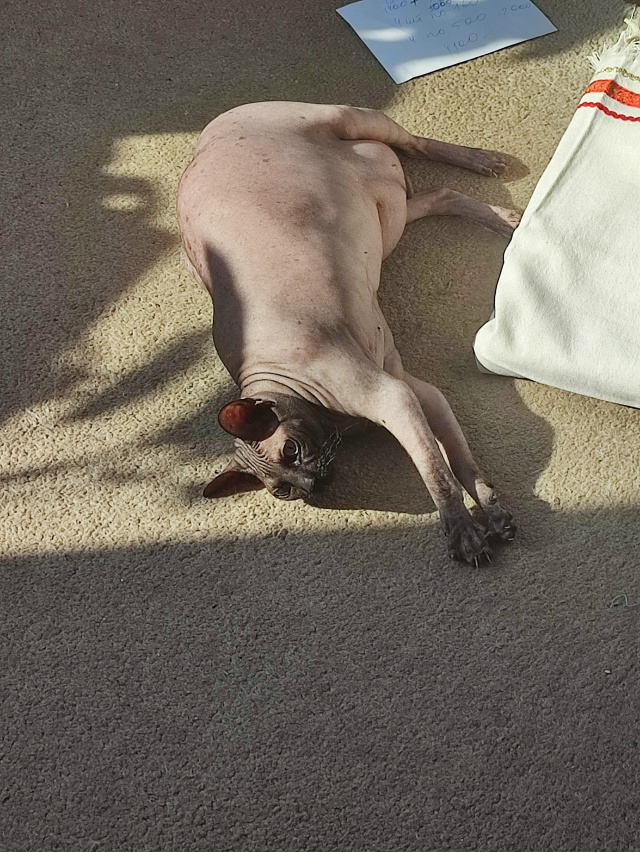 Булочка по имени Бастет